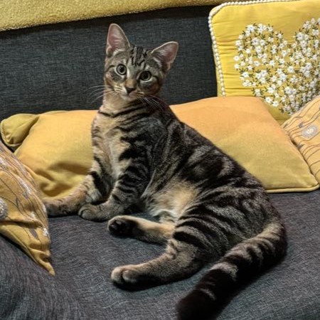 Tabby cat lounging on the sofa